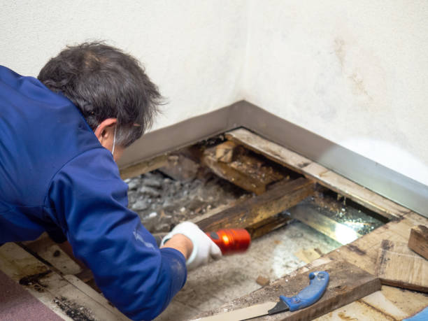 Best Home Mold Removal  in Fremont, CA