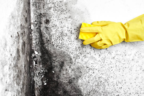 Best Mold Testing  in Fremont, CA