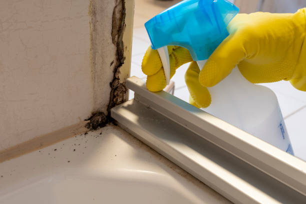Best Office Mold Removal Services  in Fremont, CA