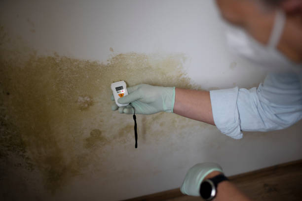 Trusted Fremont, CA Mold Removal Experts
