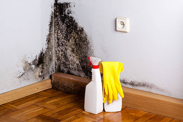 Mold Testing and Removal in Fremont, CA