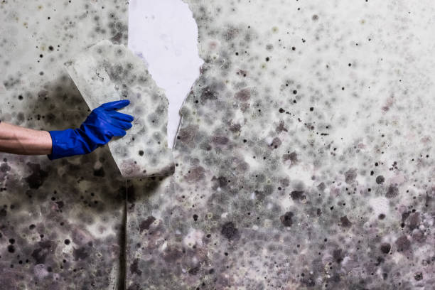 Best Black Mold Removal  in Fremont, CA