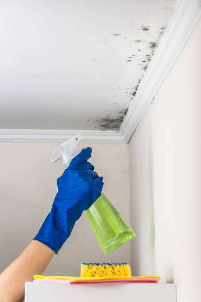 Trusted Fremont, CA Mold Removal Experts
